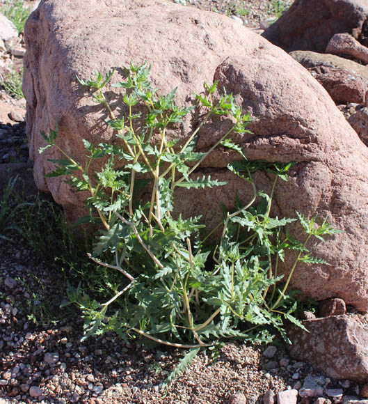  Mentzelia desertorum (Davidson) H.J. Thompson & J.E. Roberts 